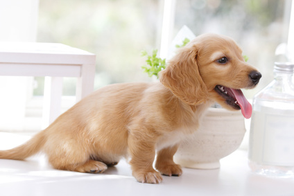 犬アレルギー 症状 原因