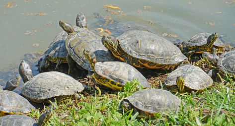 池のほとりのミドリガメ