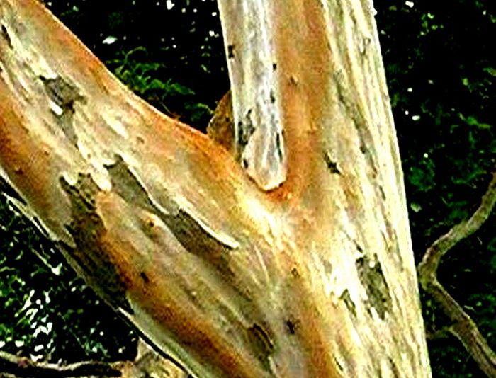 サルスベリの木