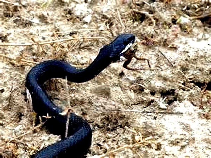 真黒いヘビ