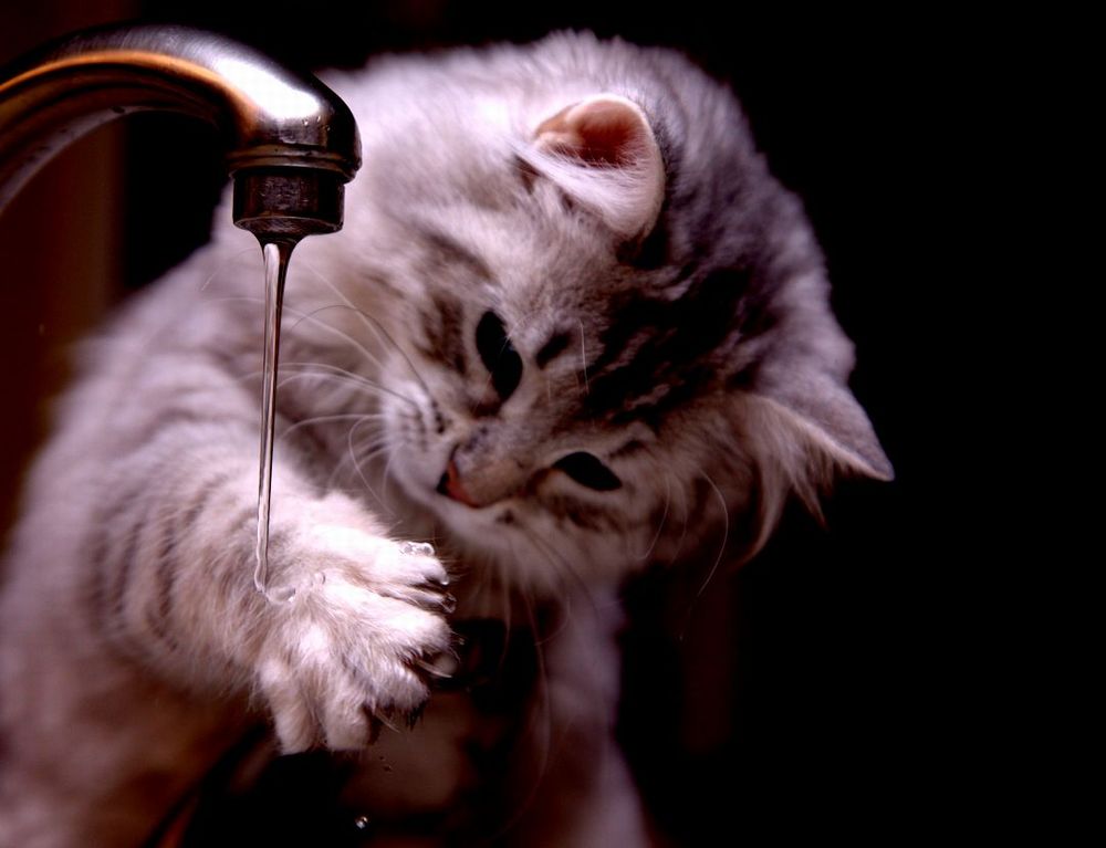 水を手にかける猫