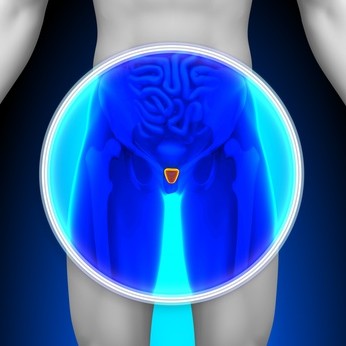 前立腺の位置を示す画像