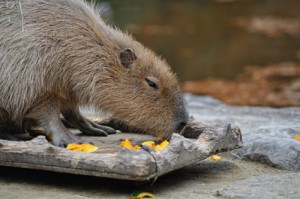 エサを食べているカピバラ