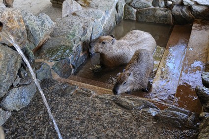 水の中に入っているカピバラ